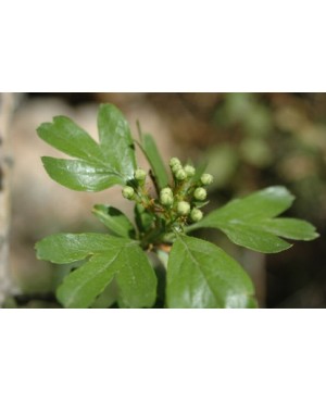 Crataegus spp